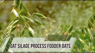 Oats forage for Cattle  Fodde TvAgro By Juan Gonzalo Angel [upl. by Gere]