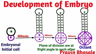 Embryogenesis  Development of Embryo Plants  Pravin Bhosale [upl. by Weisbart]