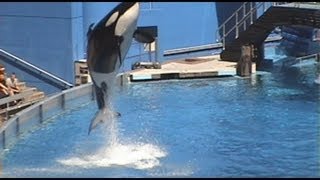 Killer Whale High Jump SeaWorld Orlando One Ocean Sea World Orca Breaching [upl. by Egroeg]