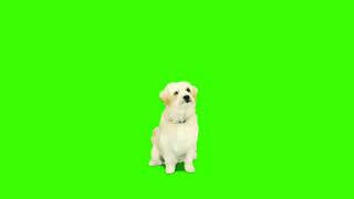 Dancing Dog Green Screen [upl. by Ahsinam181]