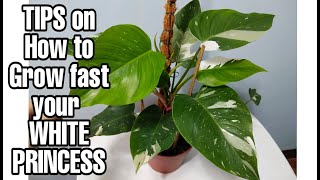 Tips on how to grow fast your white princess philodendron [upl. by Amekahs17]