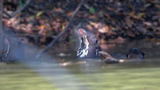 Wild Giant Otters enjoying themselves Pteronura brasiliensis [upl. by Nicholson]