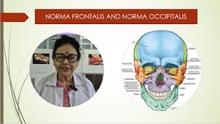 Norma frontalis and occipitalis [upl. by Mccormick]