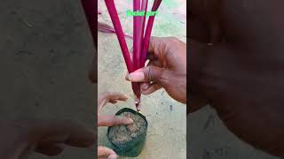 Red Dracaena Plant Cutting Growing tips arifulgarden shortvideos shortsfeed viral viral [upl. by Musser]