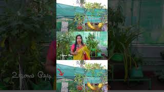 Terrace Greenhouse Magic Beat Chennai Heat NATURALLY greenhouse terracegarden gardening chennai [upl. by Alohs]