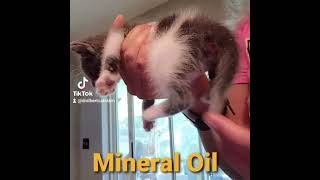 Kitten Constipation Home Remedy [upl. by Diraf]