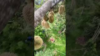 Harvesting Durian Fruit  Green Farm 132 Harvesting fruit satisfying harvestdurian [upl. by Rafaj]