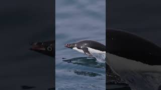 Sneak Peak at Antarctica  Lindblad Expeditions [upl. by Hardie602]