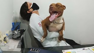 When Your Dog Is A Pro At Vet Visits Funniest Dog Reaction [upl. by Lleuqram931]