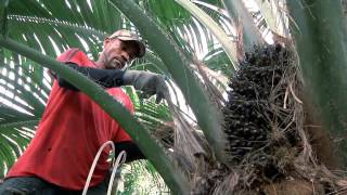 Todo el proceso de la palma de aceite en Escuela de Campo Capítulo Completo [upl. by Ymij542]