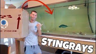 ADDING STINGRAYS TO MY AQUARIUM [upl. by Opiuuk]