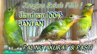 CARA TEPAT MEMILIH CUCAK IJO KUNINGAN JANTAN  CiriCiri Cicak Daun Besar Muda Jantan Paruh Putih [upl. by Annahavas529]