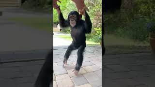 DANCING MONKEY [upl. by Ferrel]