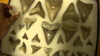 Megalodon Shark Teeth from Aurora North Carolina Lee Creek Quarry [upl. by Ruperto913]