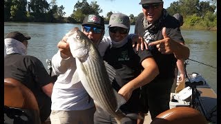 Striped Bass Fishing the Sacramento River live bait and lures [upl. by Erle646]