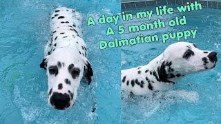 A Day In My Life With A 5 Month Old Dalmatian Puppy  Teaching Her To Swim For The First Time [upl. by Niple]