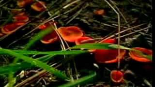 Biology Of Fungi Part 2 [upl. by Keraj]