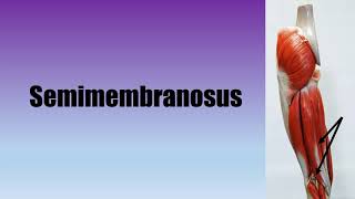 Muscle Actions Hamstrings Biceps FemorisSemitendinosusSemimembranosus [upl. by Patsy]