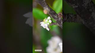 timelapse flower blooming  10 [upl. by Iborian]