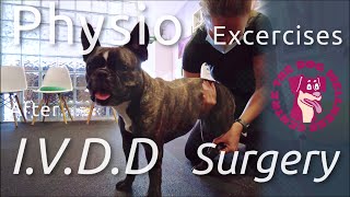 At Home Physiotherapy Exercises for French Bulldog after IVDD Surgery [upl. by Milly]