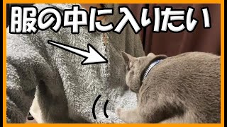 服の中に潜り込んでくるロシアンブルーの猫が可愛すぎるｗｗ [upl. by Settle523]