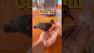 Chim Cu Xanh Cu Luồng Yêu Chim Cảnh [upl. by Oiligriv]