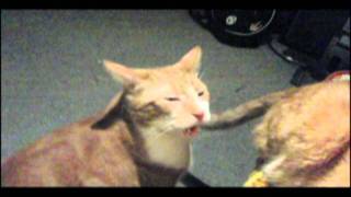 Cat Offended By Smell  Must See SlowMotion Videos [upl. by Scutt]