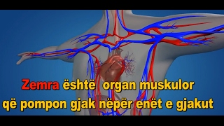 Anatomia Dhe Funksioni i Zemres Sistemi i Qarkullimit te Gjakut [upl. by Hoskinson]