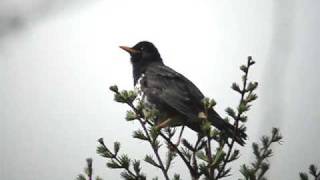 クロツグミ（Japanese Thrush） [upl. by Anatak]