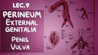 perineum Anatomy 9  external genitalia  Pudendal canal  Penis  Vulva [upl. by Llezo921]