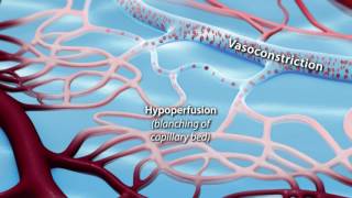 Understanding Circulation and Blood Vessels [upl. by Petronella]