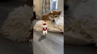 Dogs can see this AR Klee filter on TikTok Genshin Impact [upl. by Sonya356]