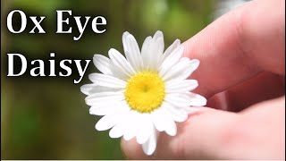 Ox Eye Daisy Identification  Edible and Medicinal Plant [upl. by Nata]