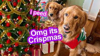 Celebrating My Dogs First Christmas ADORABLE 😍 [upl. by Kirven]