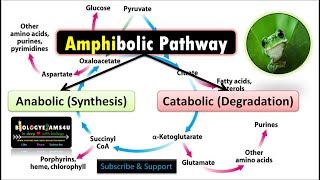 Amphibolic Pathway with Examples Why Citric Acid Cycle or Krebs Cycle is called Amphibolic [upl. by Nizam]