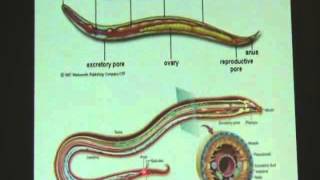 Phylum Nematoda ตอนที่ 1 [upl. by Gnay]