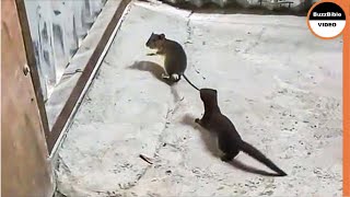 Weasel Rips a Mouse To Death  Look How He Caught it [upl. by Iyre]