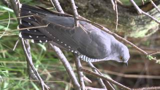 Κούκος  Cuculus canorus  Cuckoo [upl. by Noirret209]