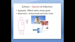 Microbiology 412 a Q fever Coxiella burnetii bacteria coccobacilli inhalation [upl. by Einnek878]