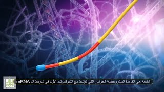 معالجة ال mRNA  mRNA processing [upl. by Cutlor559]