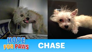 Chase  rescued the day she was scheduled to be euthanized video By Eldad Hagar Please subscribe [upl. by Noira]