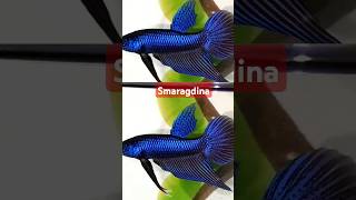 Betta  Smaragdina Breed பண்ணலாமா 🐟🐟🤔🤔 [upl. by Nnahsal618]