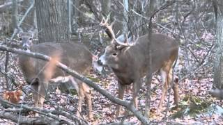 cerf de virginie période du rut part 2 longueuil [upl. by Airamahs]