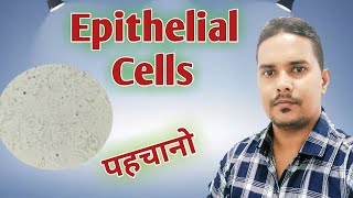 How to identify epithelial cells  Epithelial cells under microscope [upl. by Clarence550]