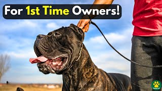 TOP 5 Best GUARD DOG Breeds ONLY For First Time Owners [upl. by Aysan854]