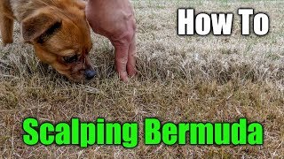 Scalping Bermuda Grass  How to Scalp a Lawn [upl. by Oriel]