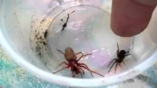 Hacklemesh Weaver vs Woodlouse Spider and Epic fail [upl. by Hartman463]