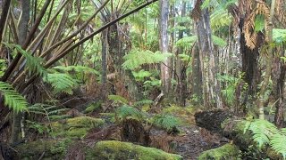 Hawaiian tropical rainforests Volcanoes National Park Big Island Hawaii USA North America [upl. by Eidda]