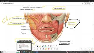 Muscles of the face عضلات الوجه [upl. by Obadias]