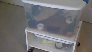 How to setup a leopard gecko enclosure cheap [upl. by Ahmar33]